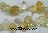 CCH312 15.5 inches 10*15mm citrine chips gemstone beads wholesale