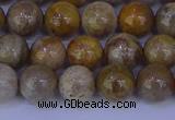 CFC202 15.5 inches 8mm round fossil coral beads wholesale