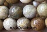 CFC322 15.5 inches 8mm round fossil coral beads wholesale