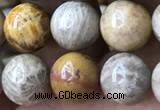 CFC323 15.5 inches 10mm round fossil coral beads wholesale