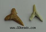 CGP541 15*25mm - 22*30mm shark teeth pendants wholesale