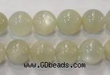 CMS314 15.5 inches 12mm round natural moonstone beads wholesale