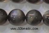 CMS861 15.5 inches 12mm round A grade natural black moonstone beads